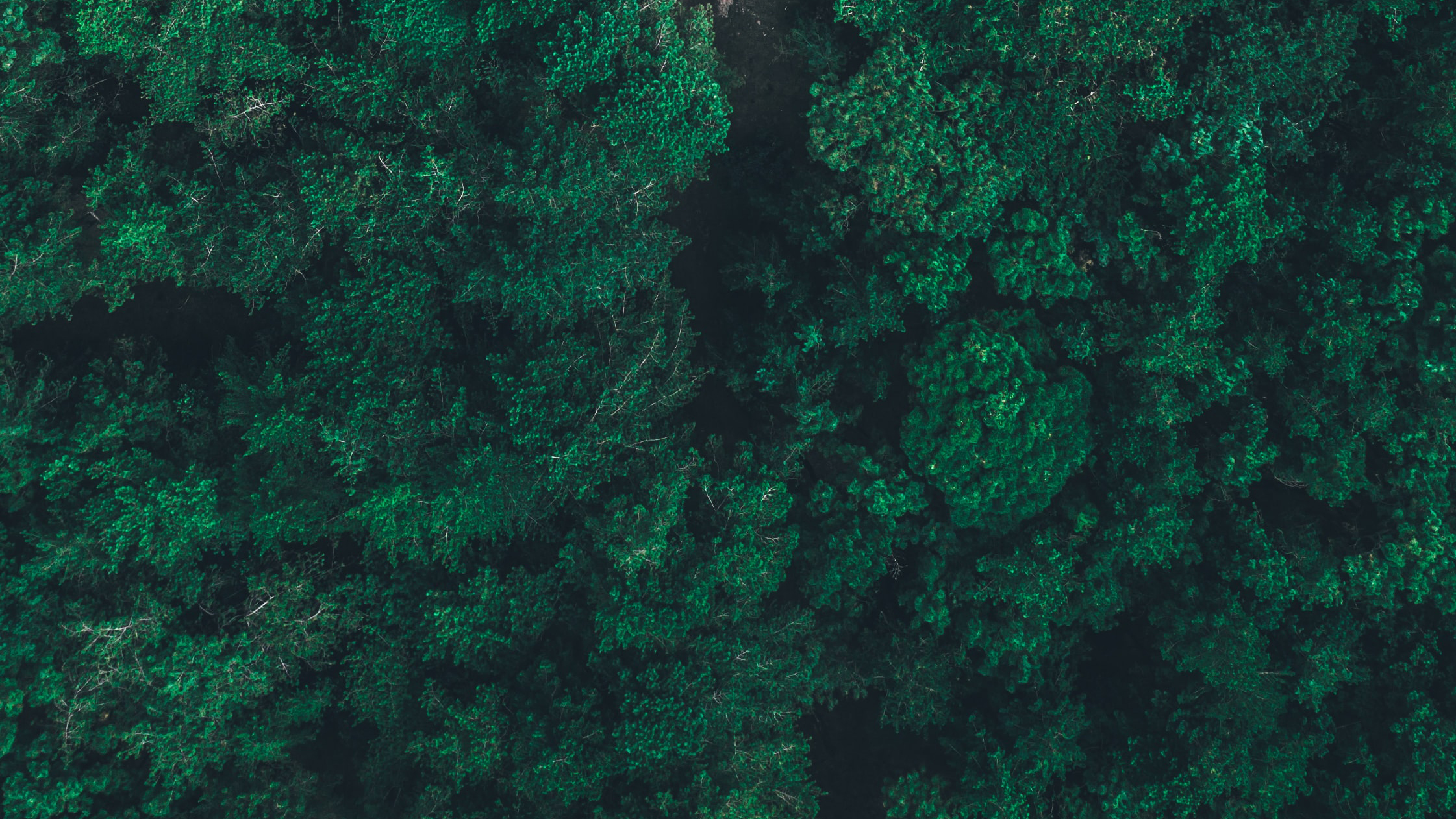 Better tree carbon data can support offsets